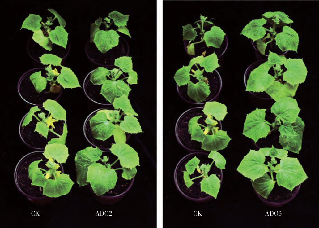 不同分子量的褐藻寡糖对黄瓜幼苗光合作用及生长的影响(图1)