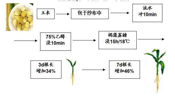 褐藻寡糖调节植物生长发育(图2)