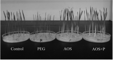 褐藻寡糖提高小麦抗旱能力(图1)
