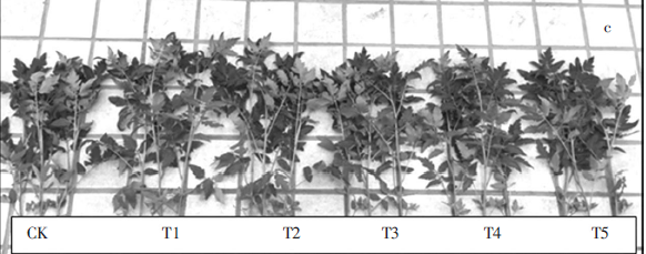 氨基寡糖素对番茄生长的影响(图4)