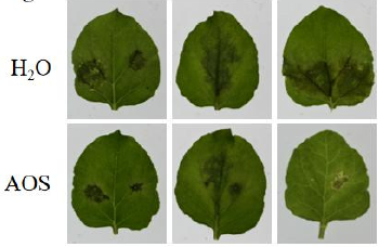 褐藻寡糖增强植株对致病疫霉的抗性(图2)