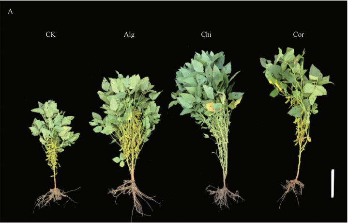 三种植物生长调节剂对大豆生长发育及产量的影响(图1)