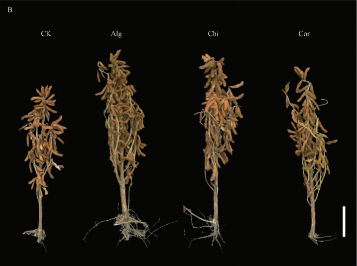 三种植物生长调节剂对大豆生长发育及产量的影响(图2)
