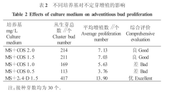 壳寡糖对秋海棠叶片离体培养的影响(图2)