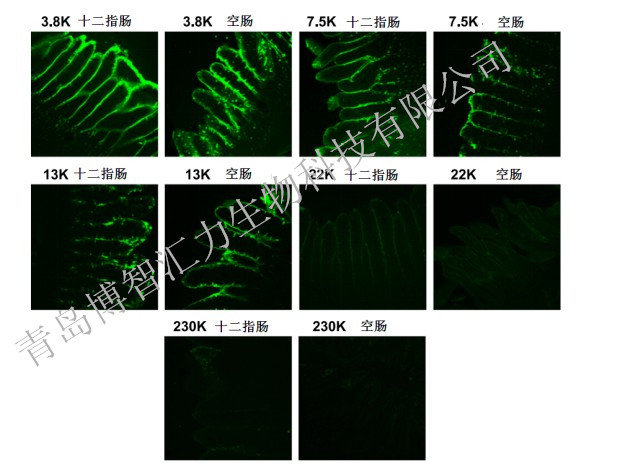 不同分子量壳寡（聚）在肠道中的吸收速率(图1)