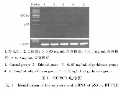 壳寡糖减弱乙醇对胚胎肝细胞损伤的研究(图2)