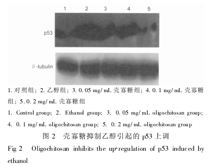 壳寡糖减弱乙醇对胚胎肝细胞损伤的研究(图3)