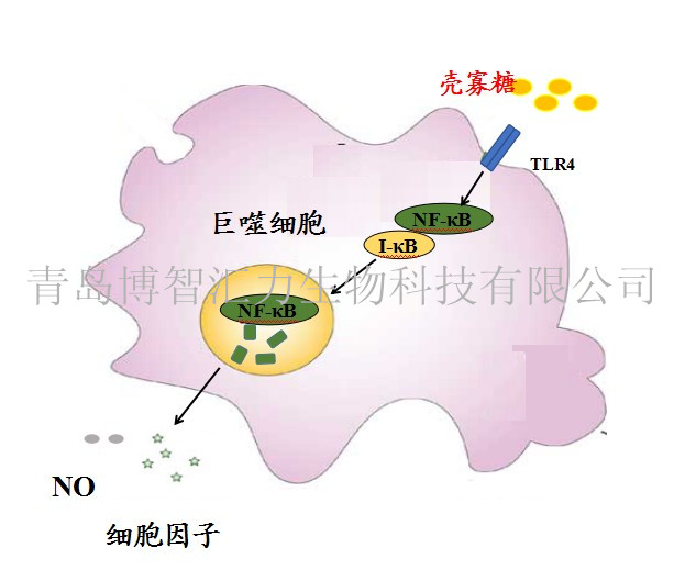 壳寡糖激活巨噬细胞机制